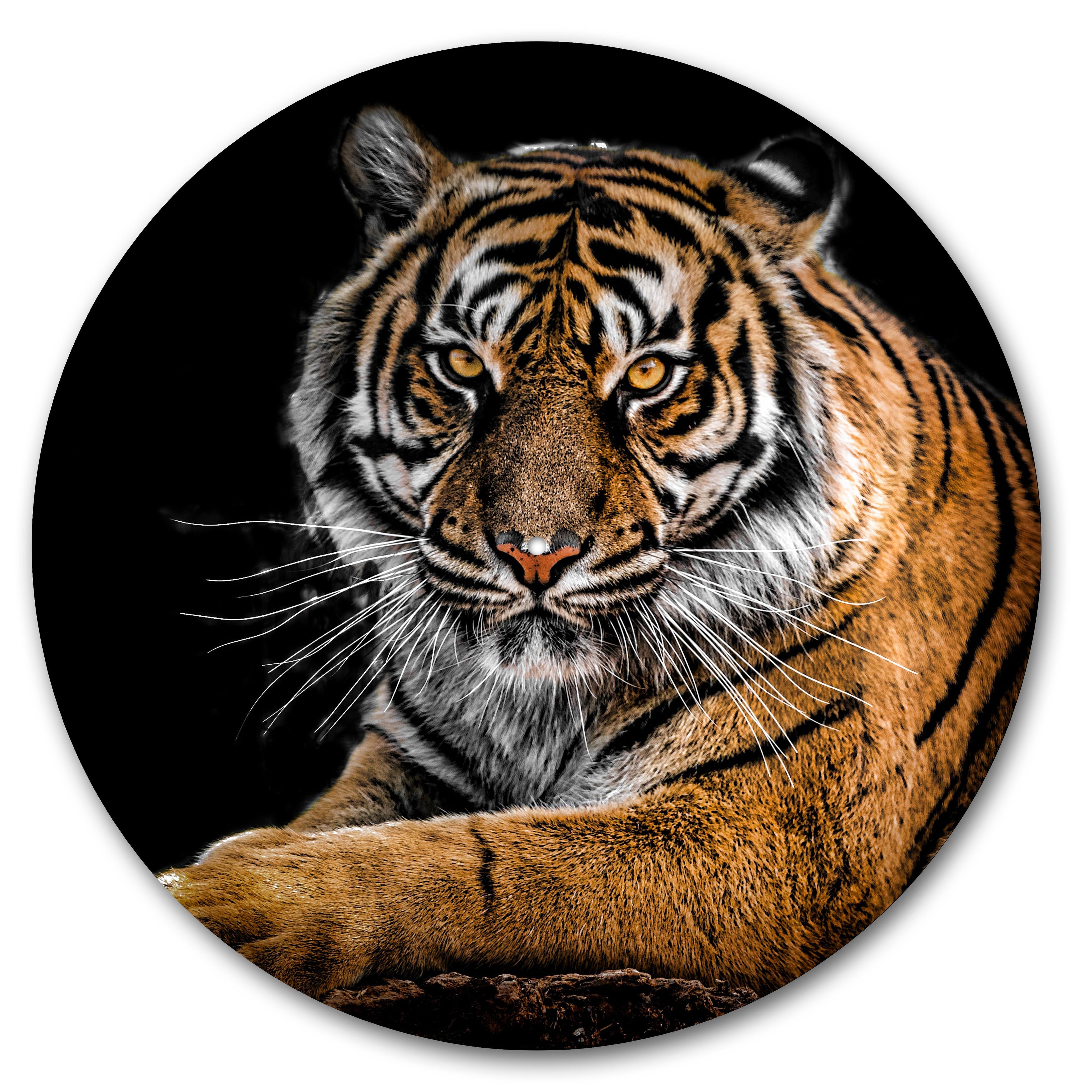 Staring Tiger image 0