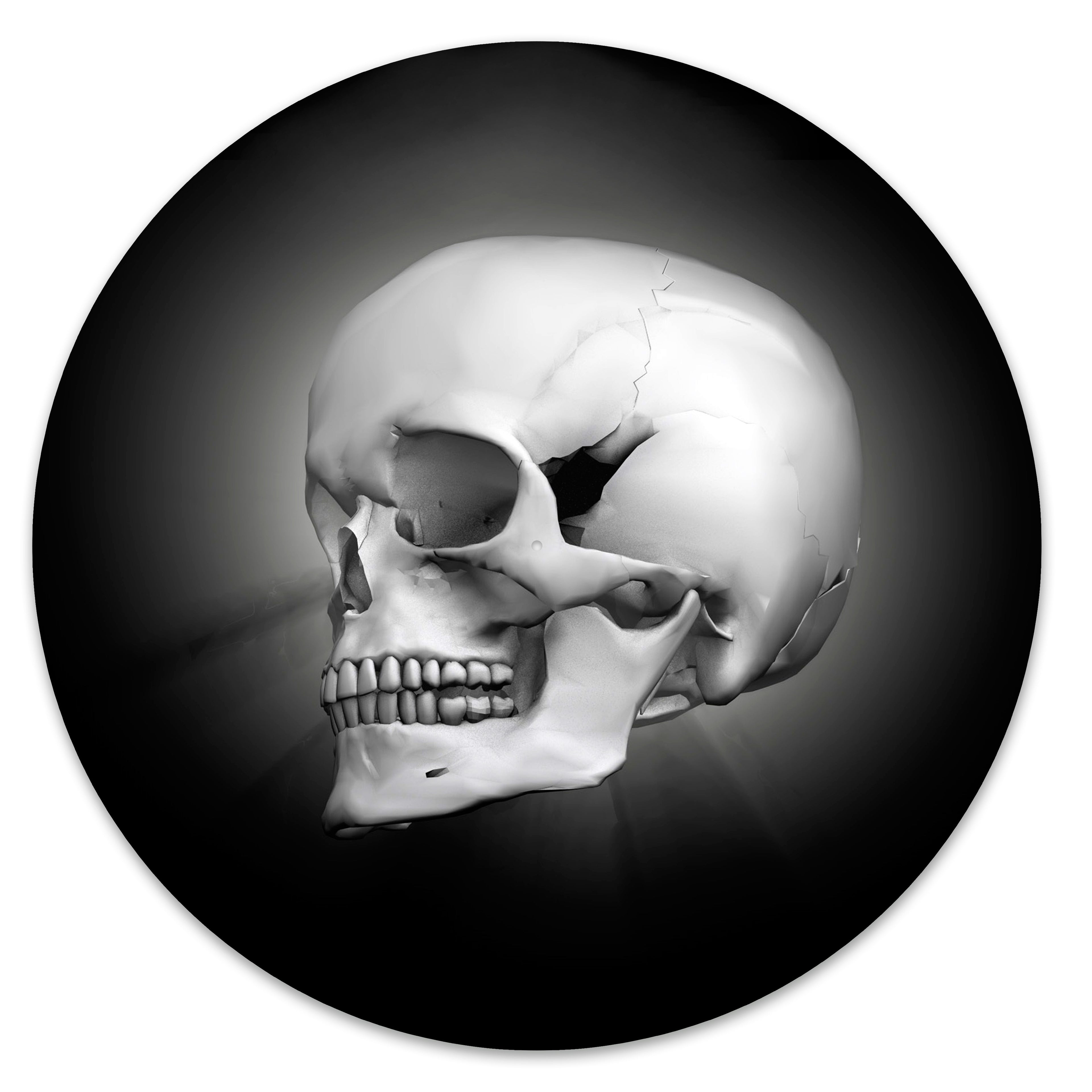 3D Skull image 0