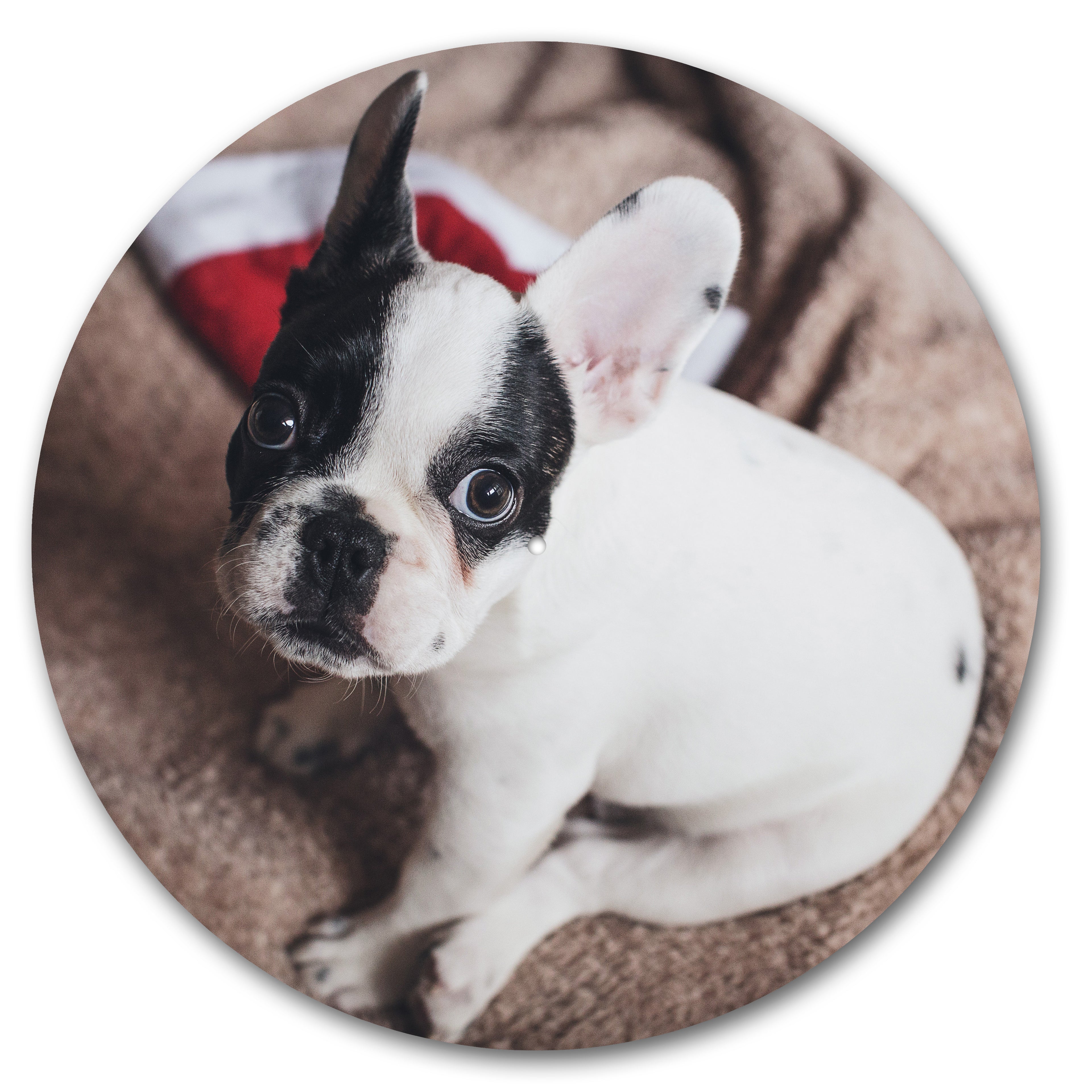 French Bulldog Stare image 0