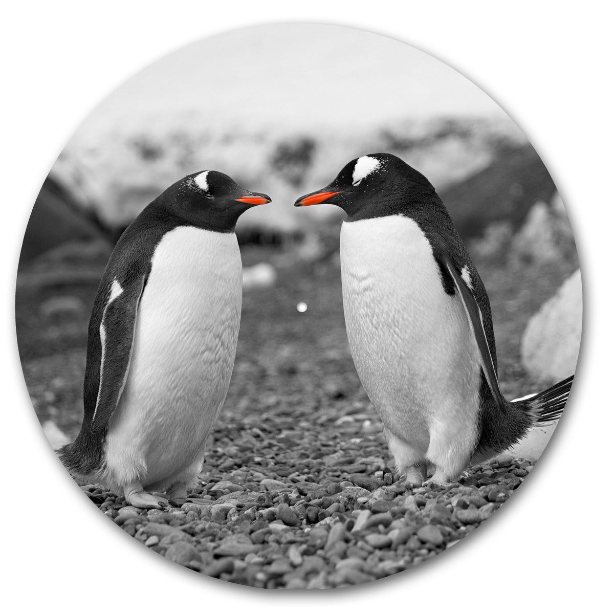 Penguin Love image 0