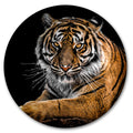 Staring Tiger image 0