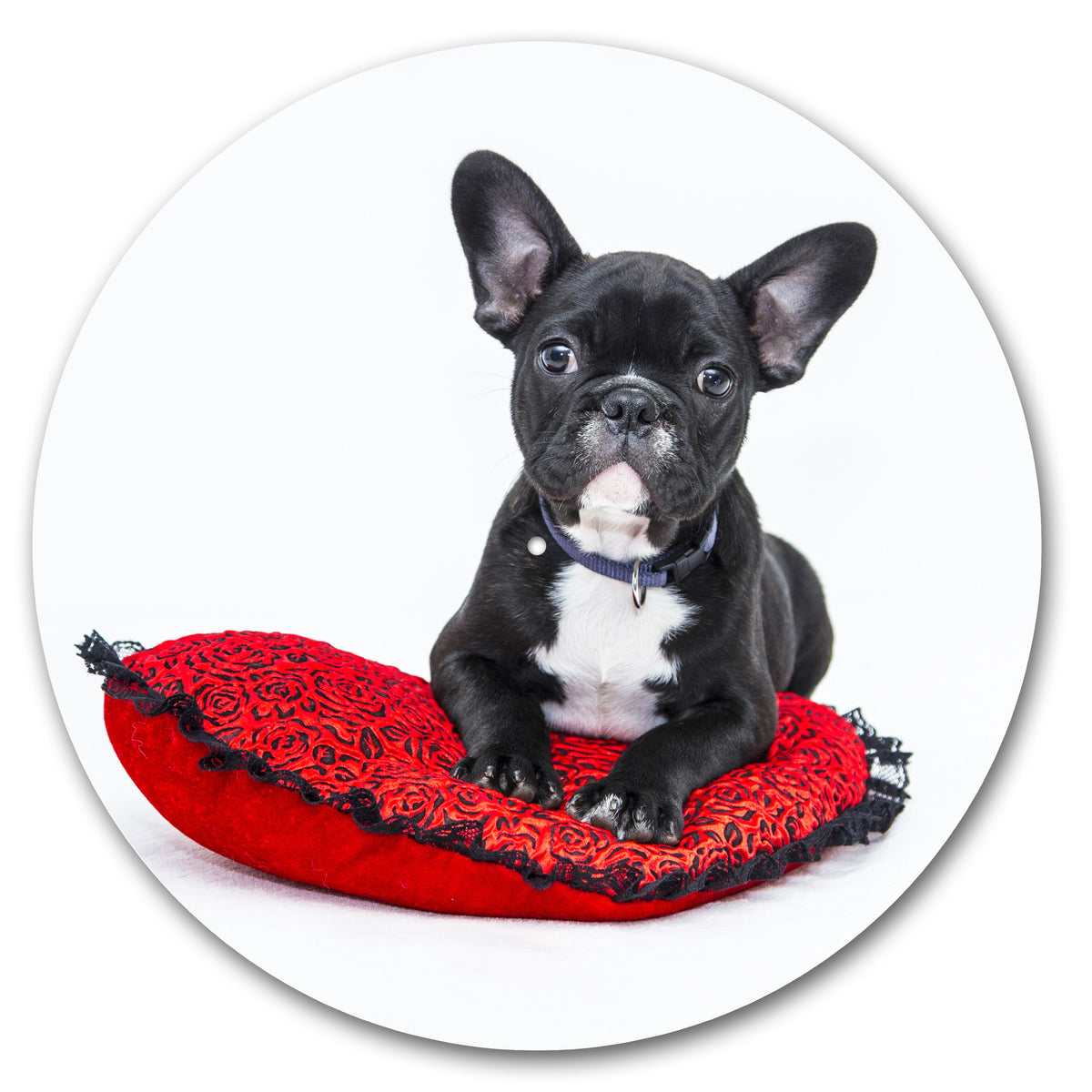 French Bulldog Puppy Black image 0