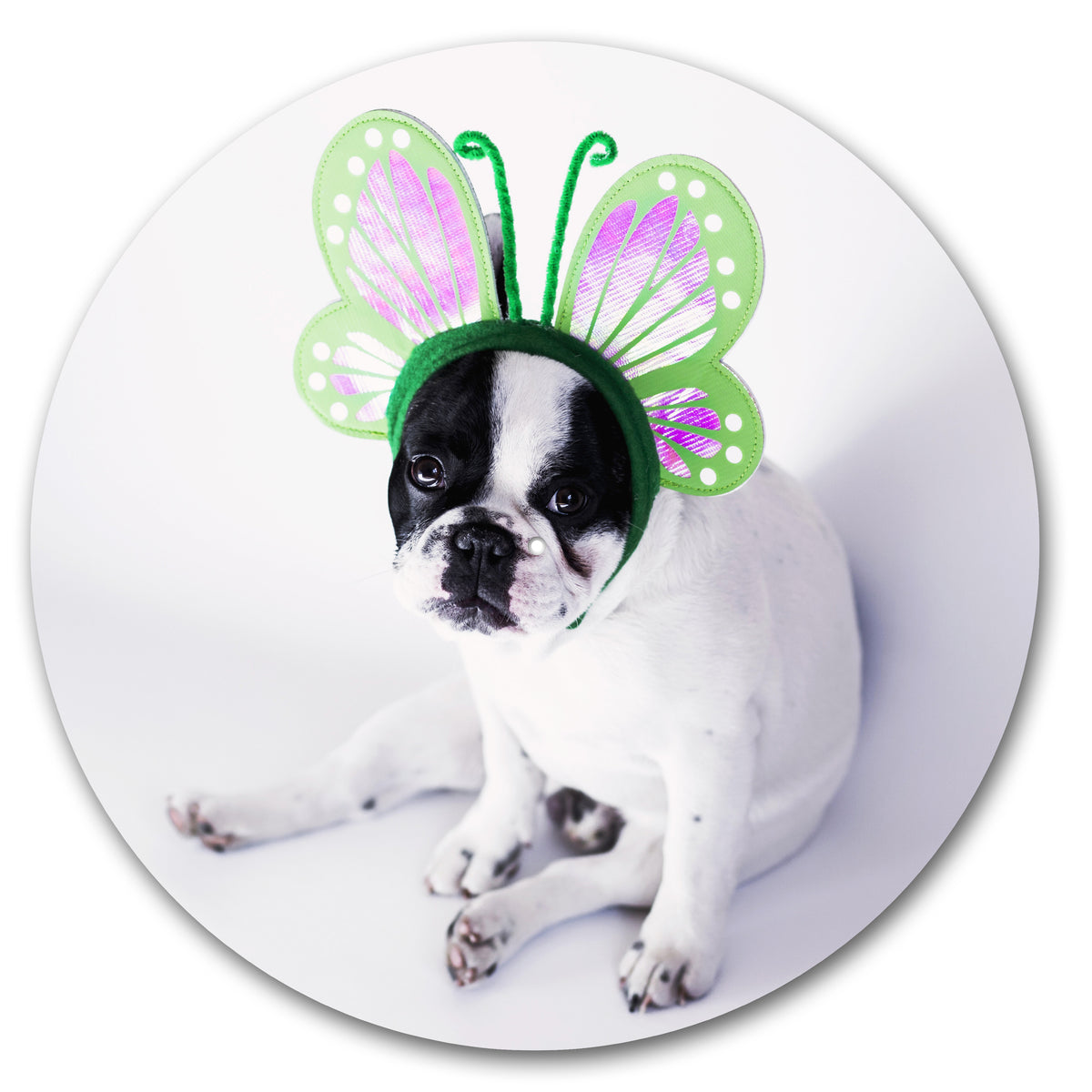 French Bulldog Butterfly Dog image 0