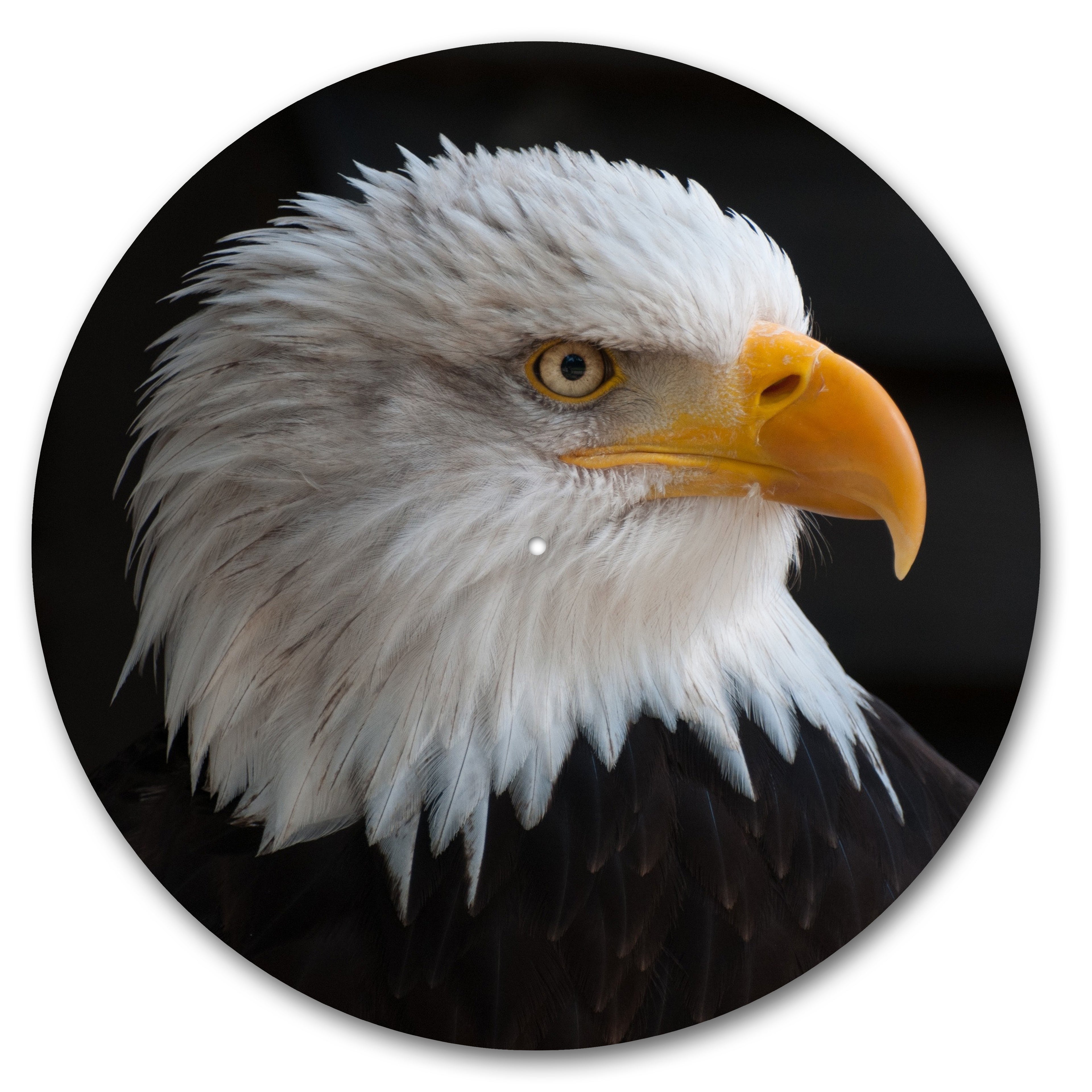 Bald Eagle image 0