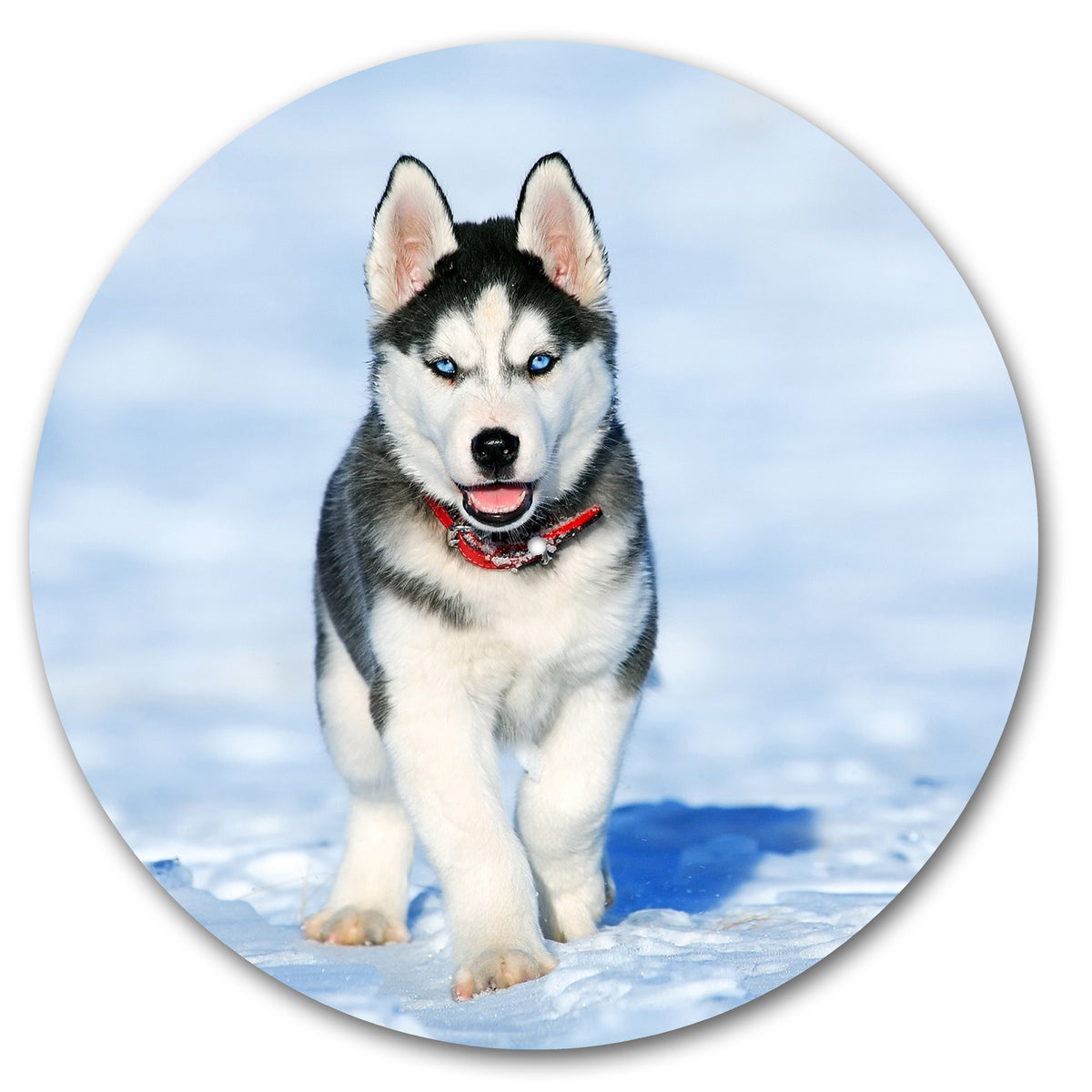 Husky Dog on Ice image 0