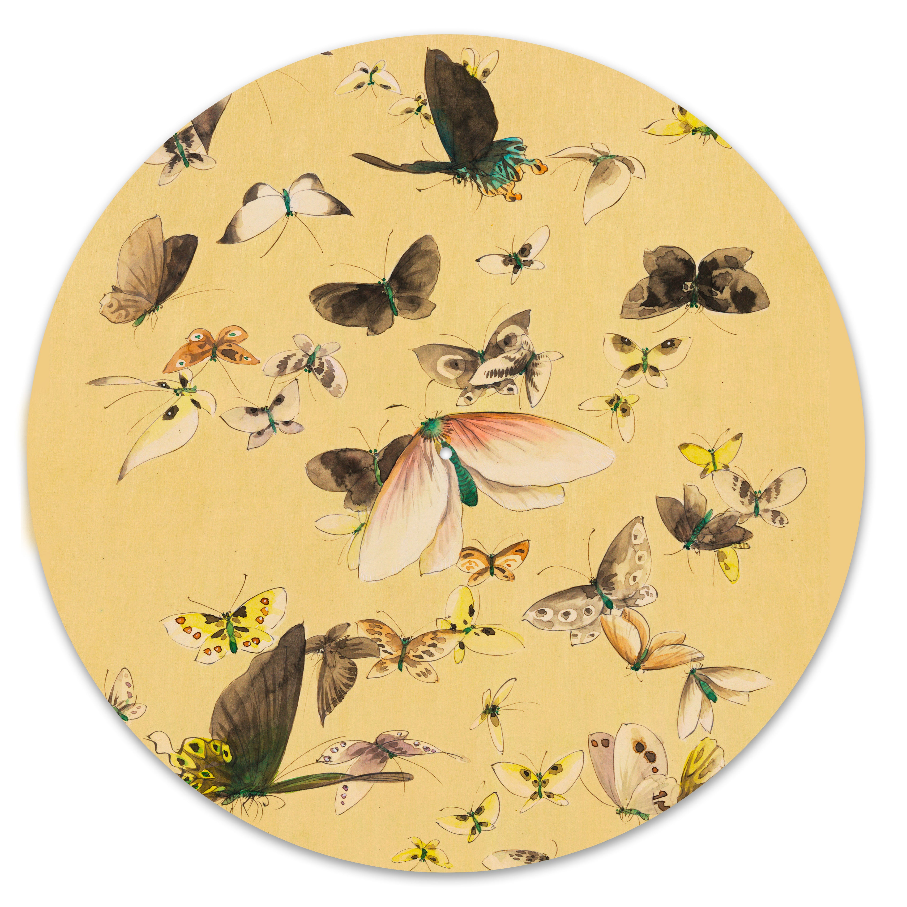 Butterflies image 0